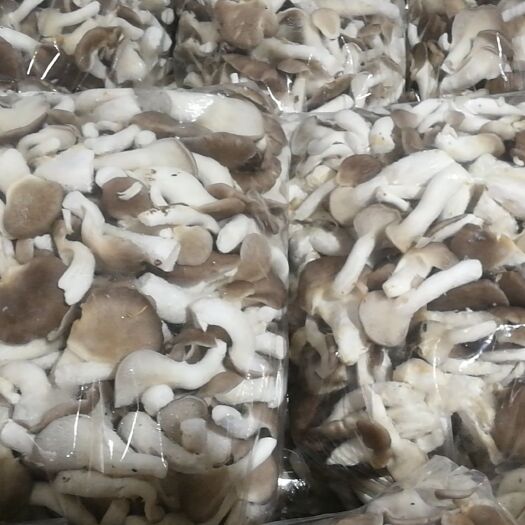 房县基地长年供应新鲜秀珍菇只做批发零售勿扰