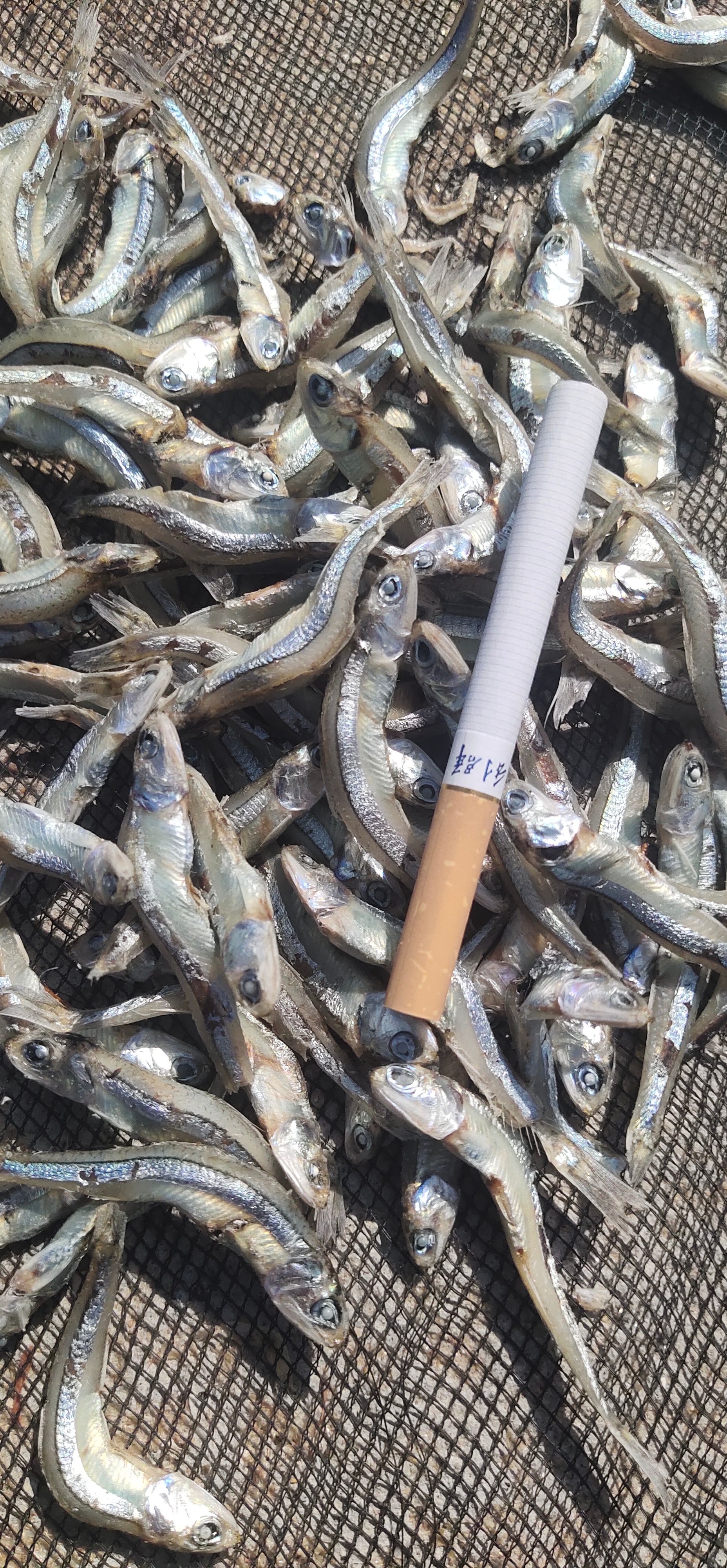 淡干公鱼干，自家船捕捞自己加工，没有任何添加剂，可即食