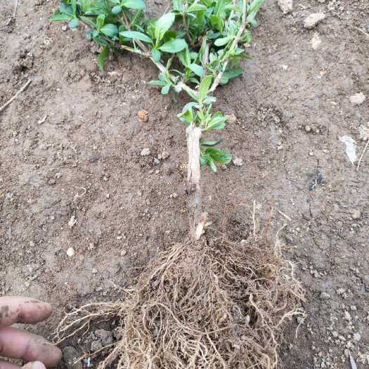 泰安金银花苗 长年供应金银花树苗1到5年苗大量有货  量大从优