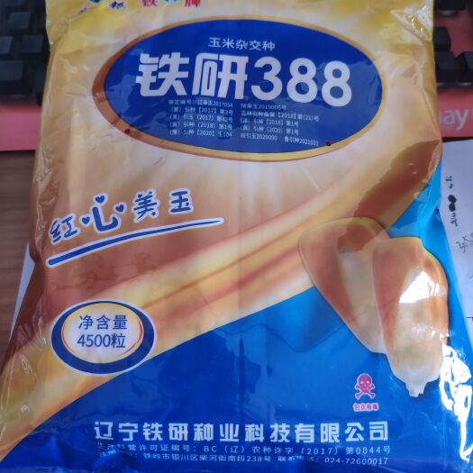 尉氏县铁研388高产玉米品种