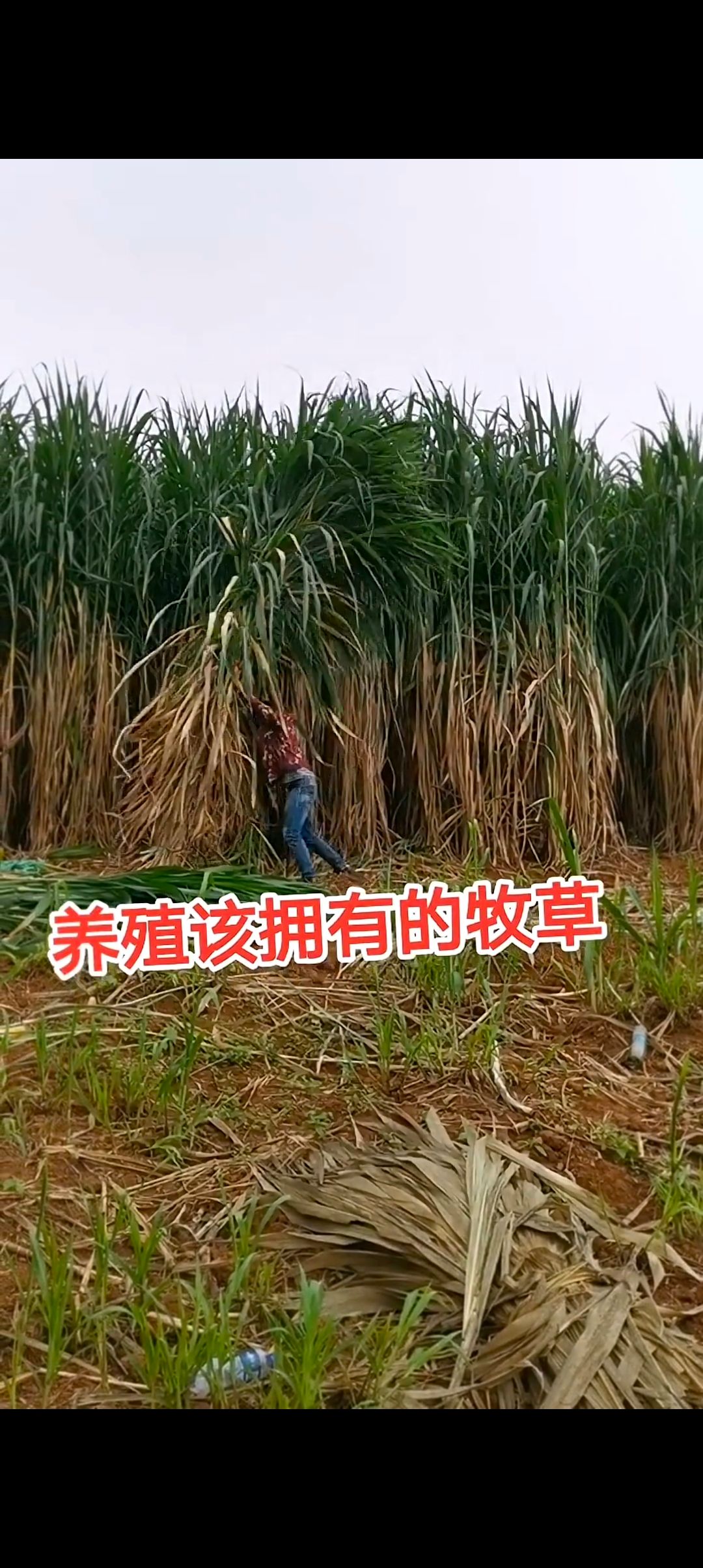 牧草种节新型皇竹草种苗牛羊养殖专用