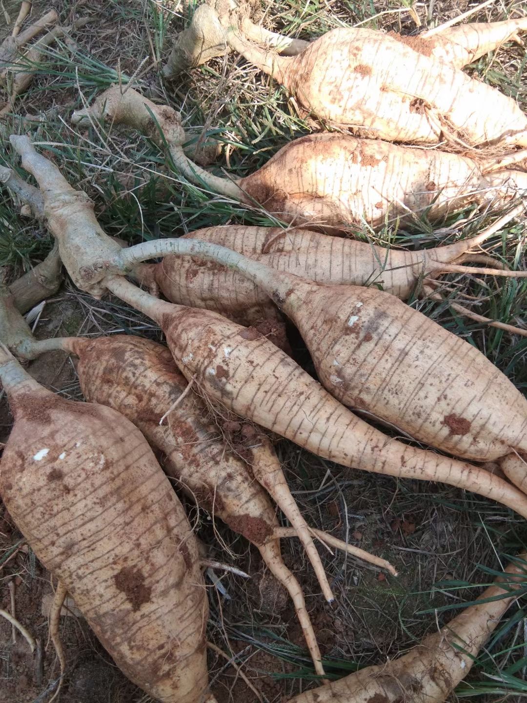 粉葛新鲜葛根包邮桂林无渣粉葛现挖现卖煲汤佳品粉糯香甜广西葛根