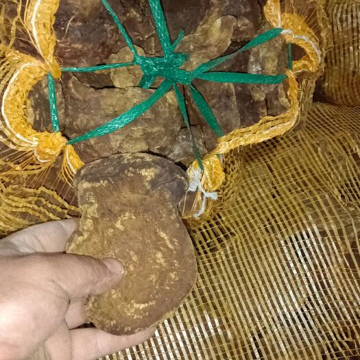 镇巴县山大黄 陕西汉中，高山烟熏大黄，质量好的很，干的很