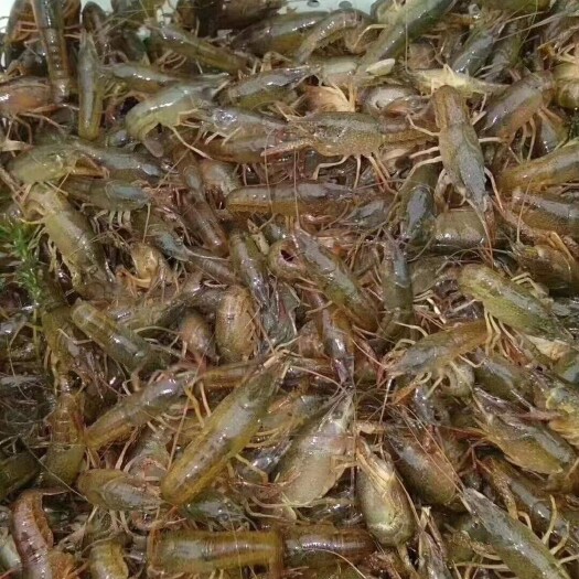 赤壁市小龙虾苗 小龙虾虾苗