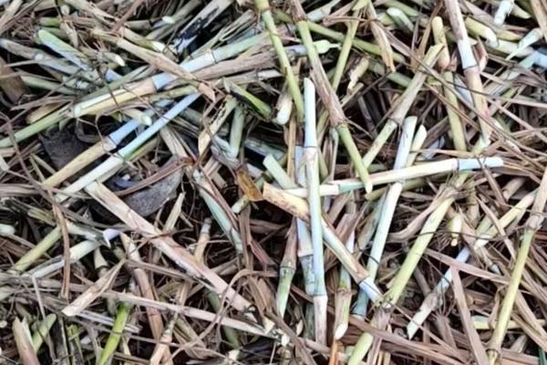 牧草种节新型皇竹草种苗牛羊养殖专用