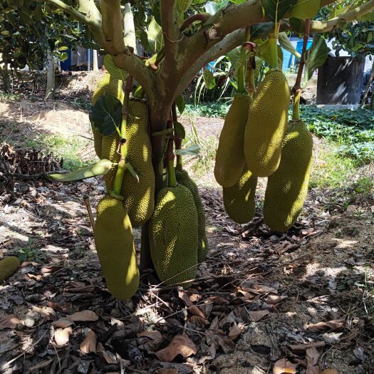 陵水县 马来西亚1号菠萝蜜