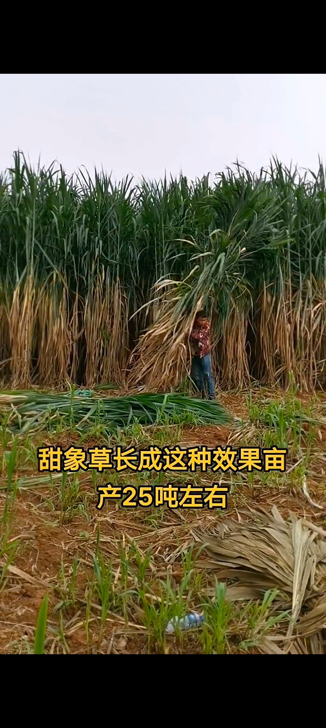 牧草种节新型皇竹草种苗牛羊养殖专用