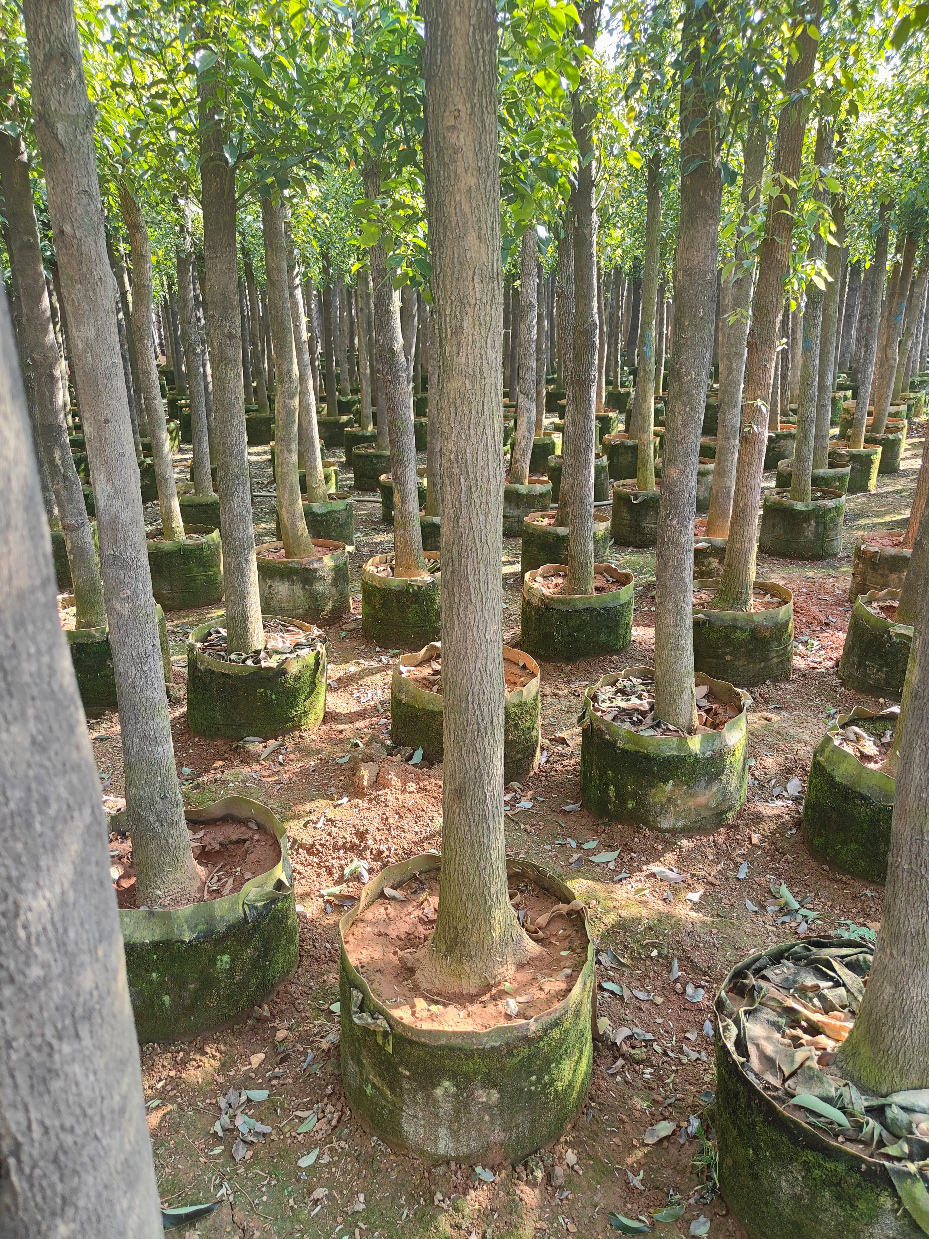 香樟低价大批量出售5至15分香樟树产地直销