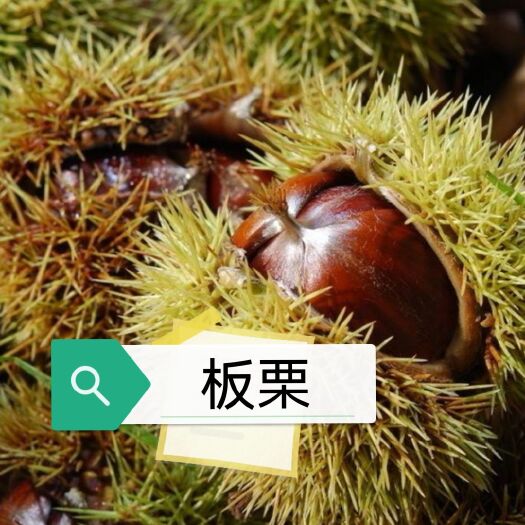 峡江县板栗树苗  赣农77系列1 大红袍，处暑红，交杂，早中晚熟品种品质保证