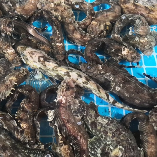 大连虾夷扇贝 大连大黄鱼，海鳗鱼，先生鱼，小姐鱼夏夷贝，海螺