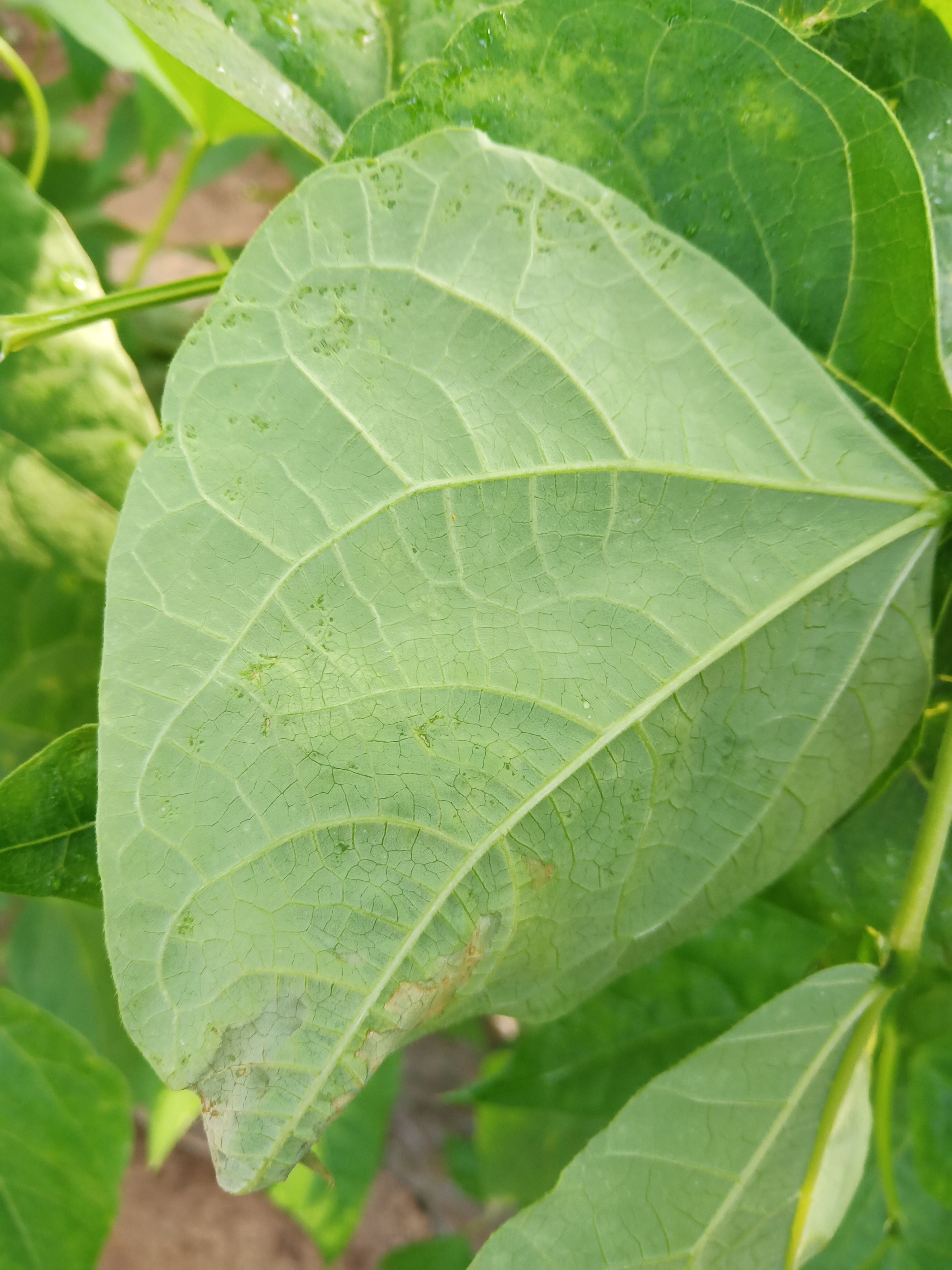 豆角发病初期是水渍状从叶尖叶缘开始后期是叶片邹缩打了三次抑快净