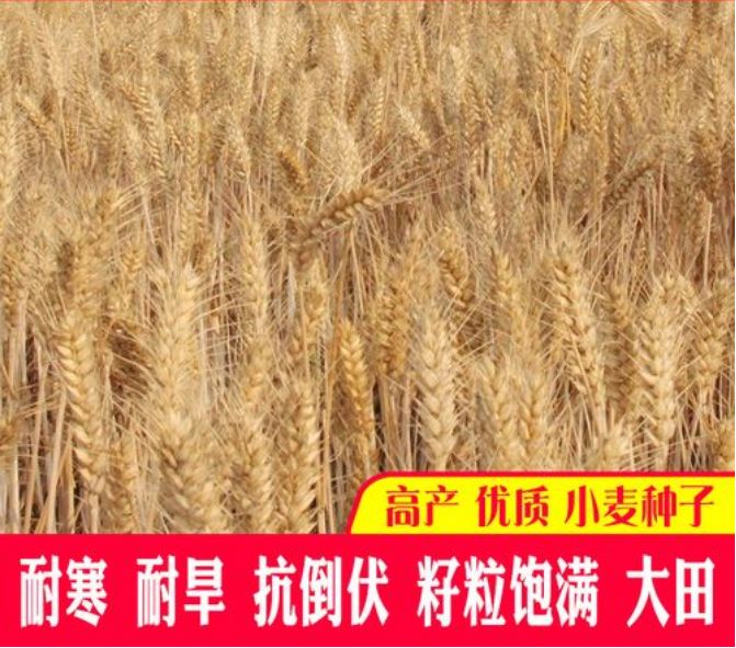 沭阳县 小麦种子 高产小麦品种抗病抗倒伏耐旱耐涝