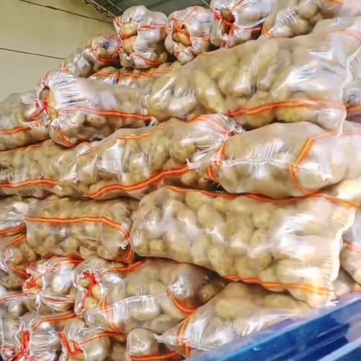 通许县荷兰土豆 通许县万亩蔬菜基地