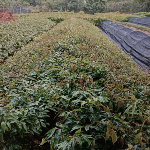 广州红椎树苗 红椎苗