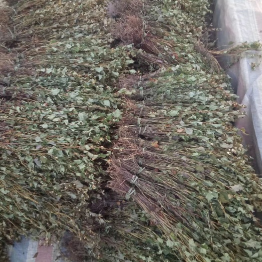 宁强县鱼腥草人工精选