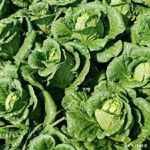 陆良县黄心大白菜 精品大白菜
