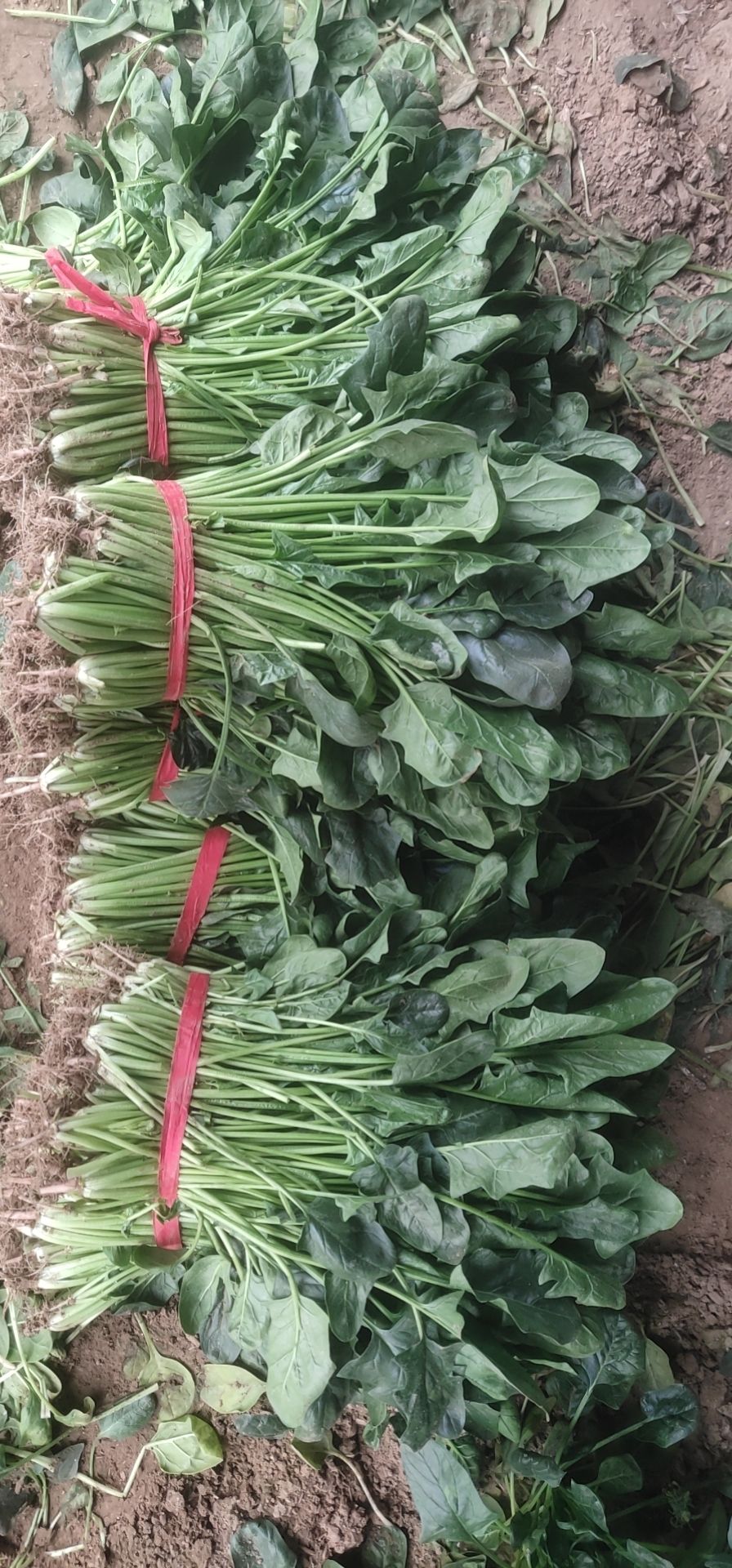 大叶菠菜 大棚菠菜大量上市中，持续供应到春节，欢迎各位老板采