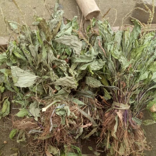 宁强县手选精品车前草干货