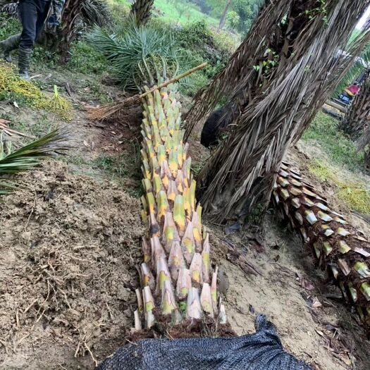 漳州 买中东海枣