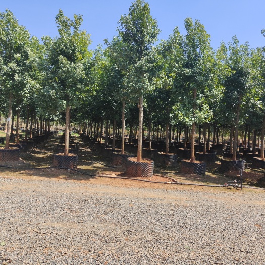 宜良县滇润楠 6----12分滇润楠 基地直供  一手货源