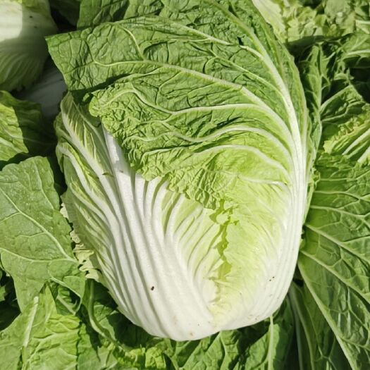 新野县黄心大白菜 常年代收各种蔬菜质量保证黄心白菜心实个大