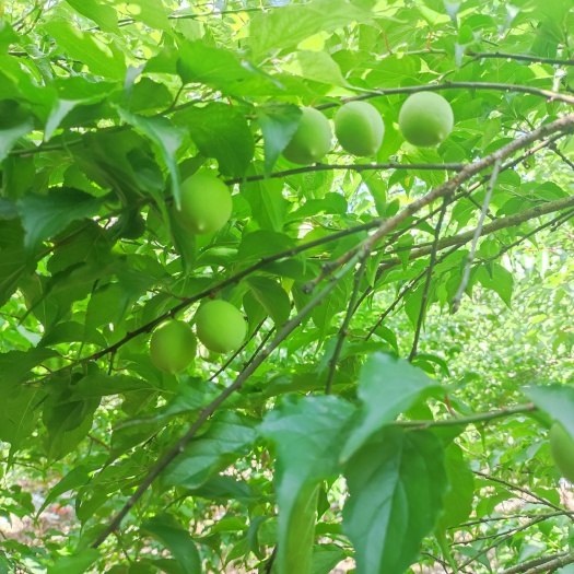 青梅鲜果潮汕特产青竹梅现摘现发深山青梅新鲜泡酒水果酵素