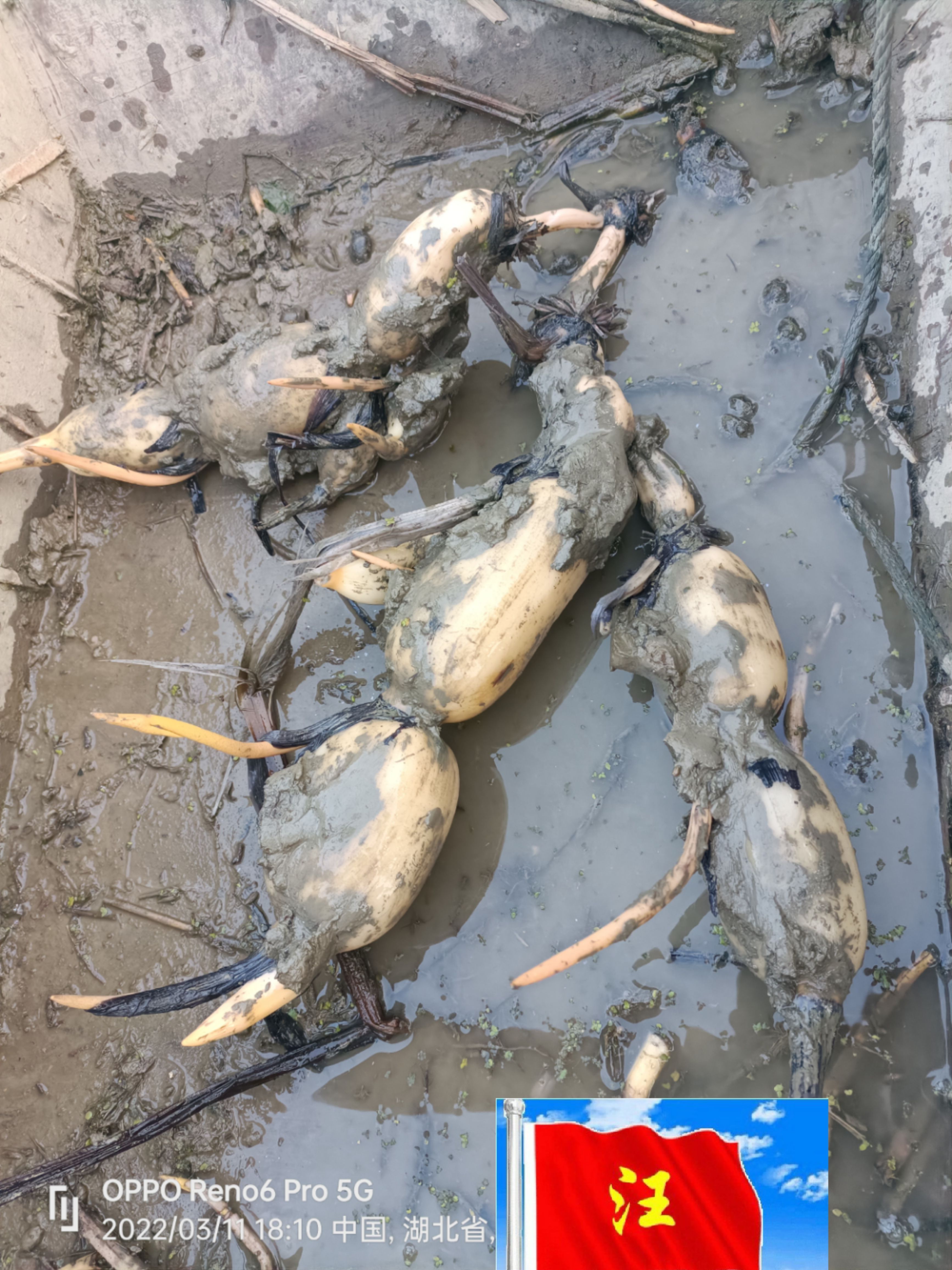 鄂莲6号 第一年的新六号1234的条子