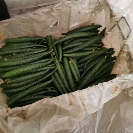 大荔县大荔县优质密刺黄瓜货源充足，价格合理提供视频看货