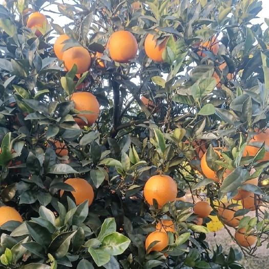 江永县江永优质夏橙现己大量上市，产地直供，量大货源充足果面细滑