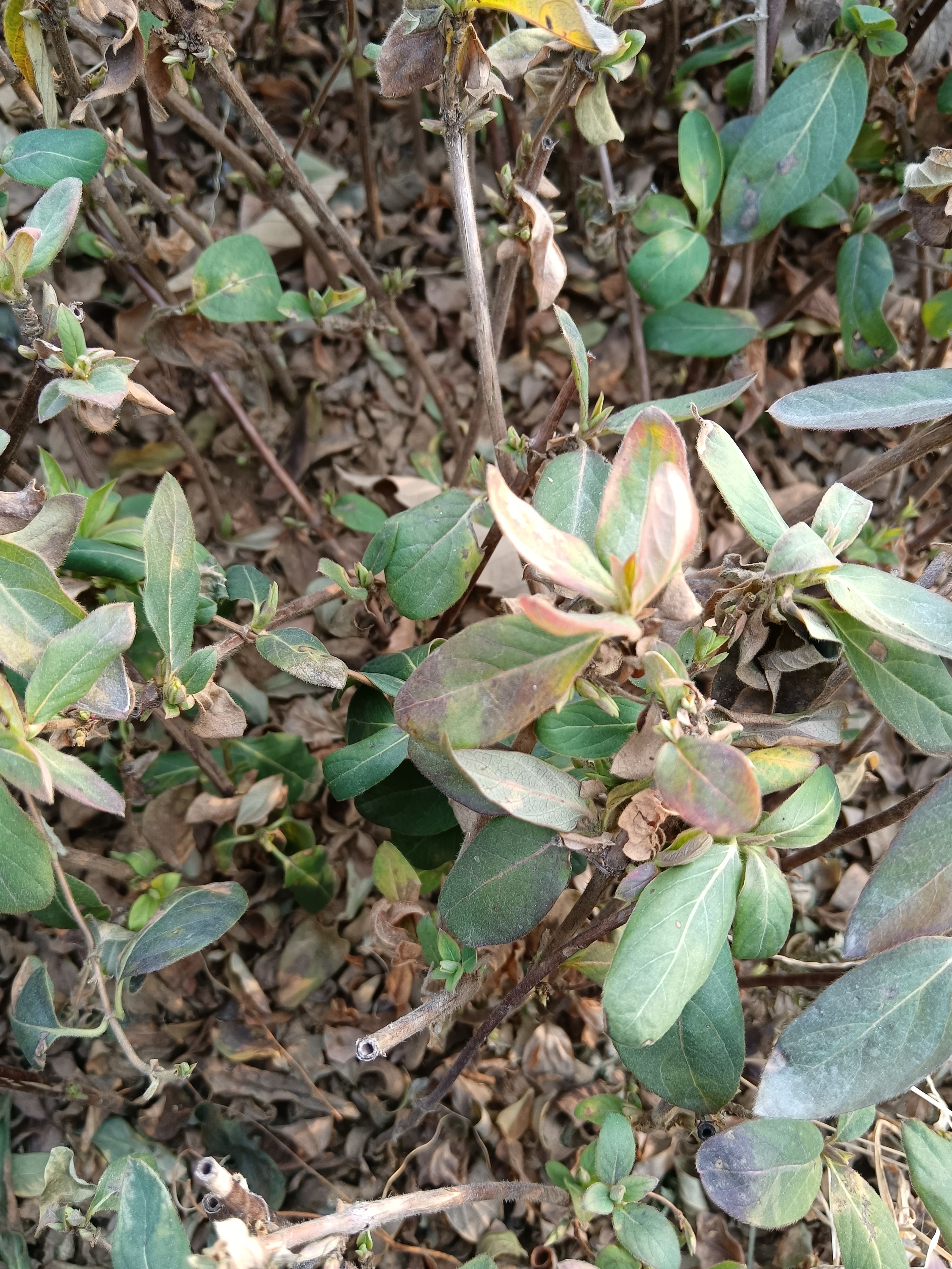 北花一号金银花苗 金银花北花一号小苗