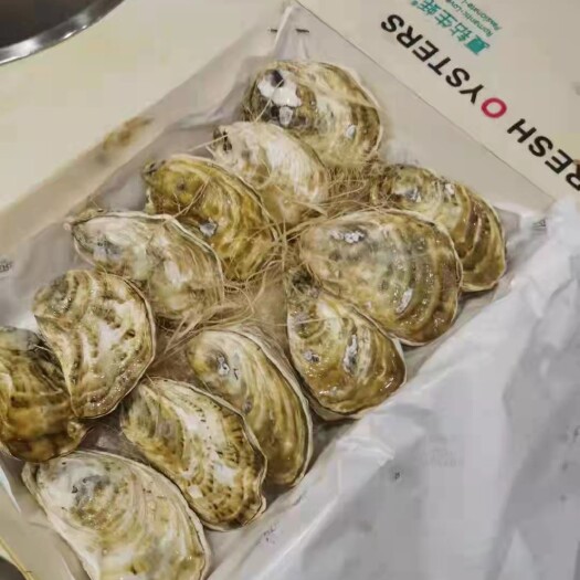 台山市净化蚝  刺身蚝蚝 净化耗 台山耗