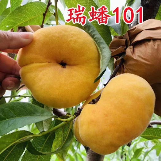 武陟县油蟠桃苗 瑞蟠101   ~8月底9月初成熟