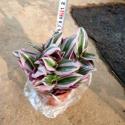 漳平市油画婚礼吊兰 自产自销 大量有货
