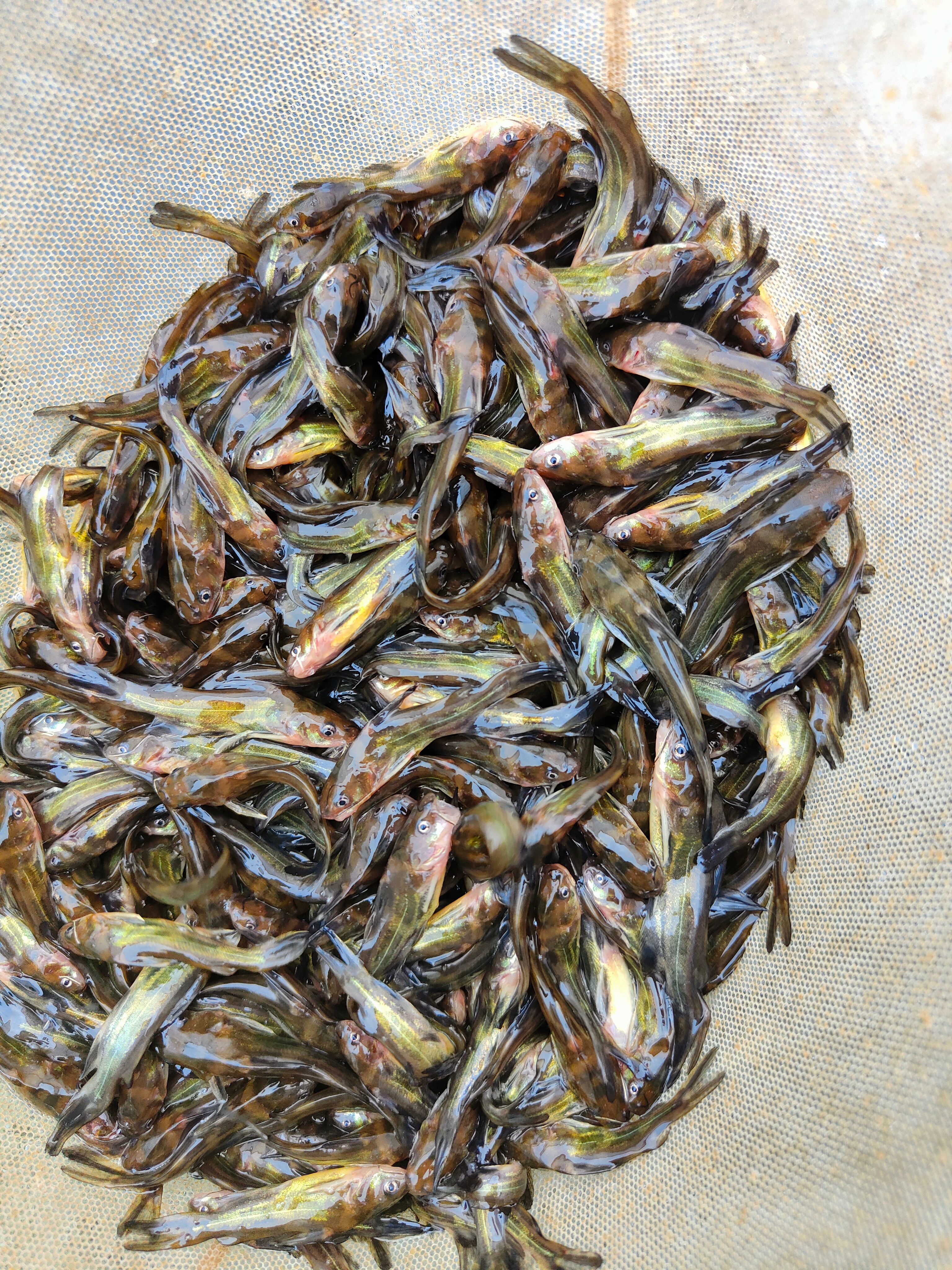 黄骨鱼苗   基地直供、生长快、抗病力强