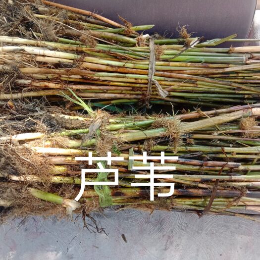 安新县 芦苇