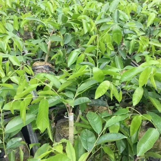 茂名楠木苗 棋楠中小苗