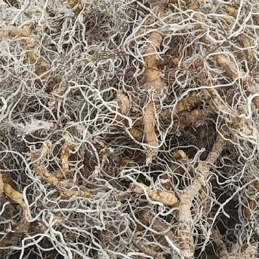 蜈蚣草  蜈蚣根 地蜈蚣