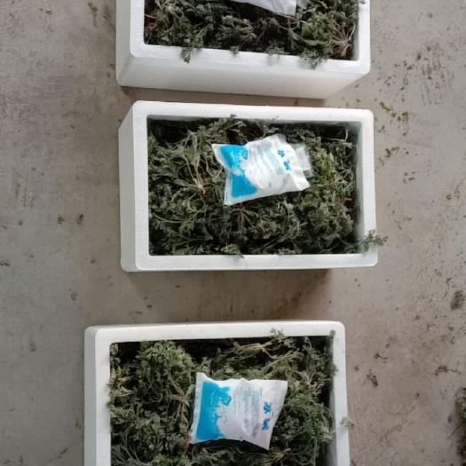 辉县市 茵陈