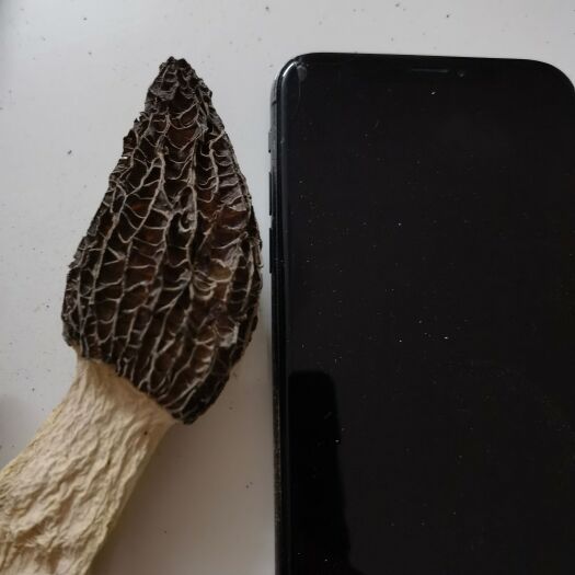 田林县羊肚菌 特级货