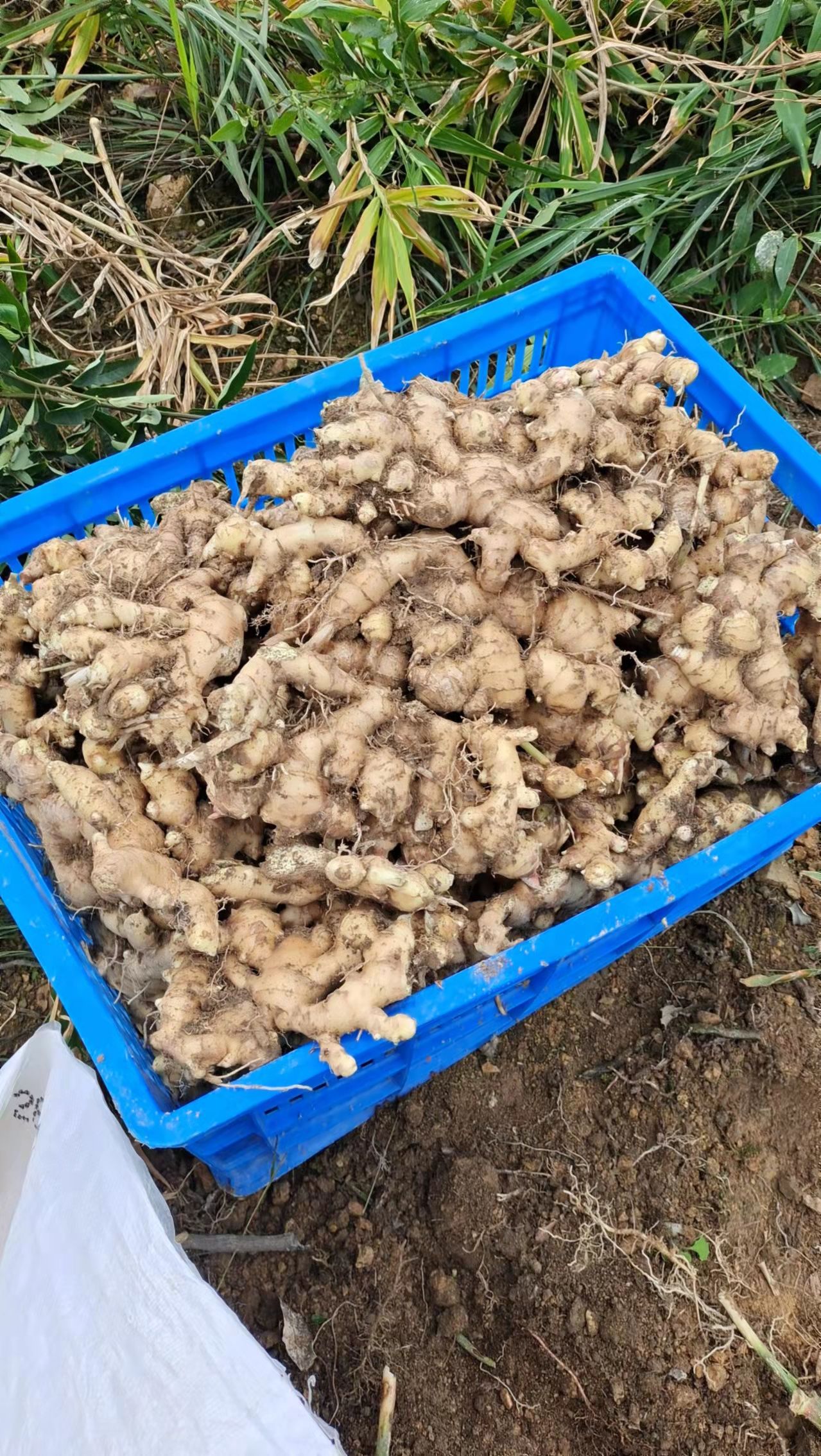  黄肉姜种