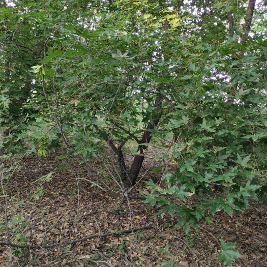 长治 五角枫 地径3 荒山绿化城市绿化占地 小苗优质苗定植苗五角枫