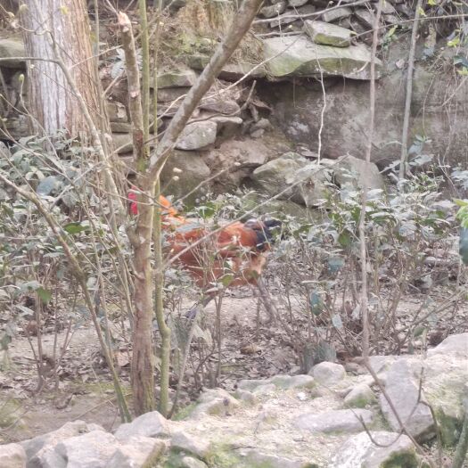 屏山县土鸡 自家山上养殖的，全程粮食喂养