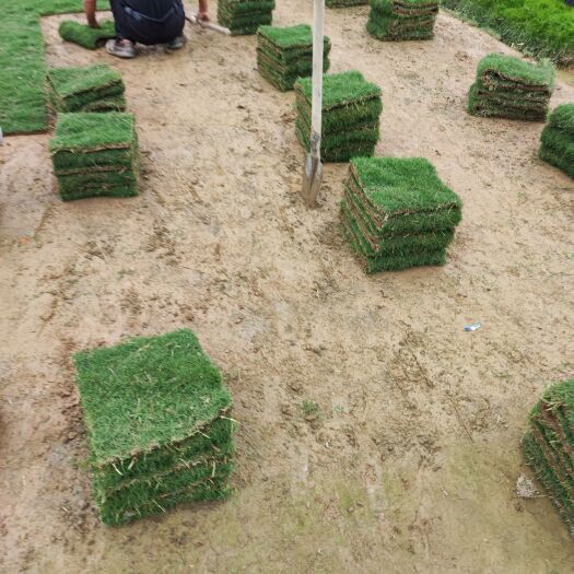 佛山草坪 绿化草皮场地直销，量大从优