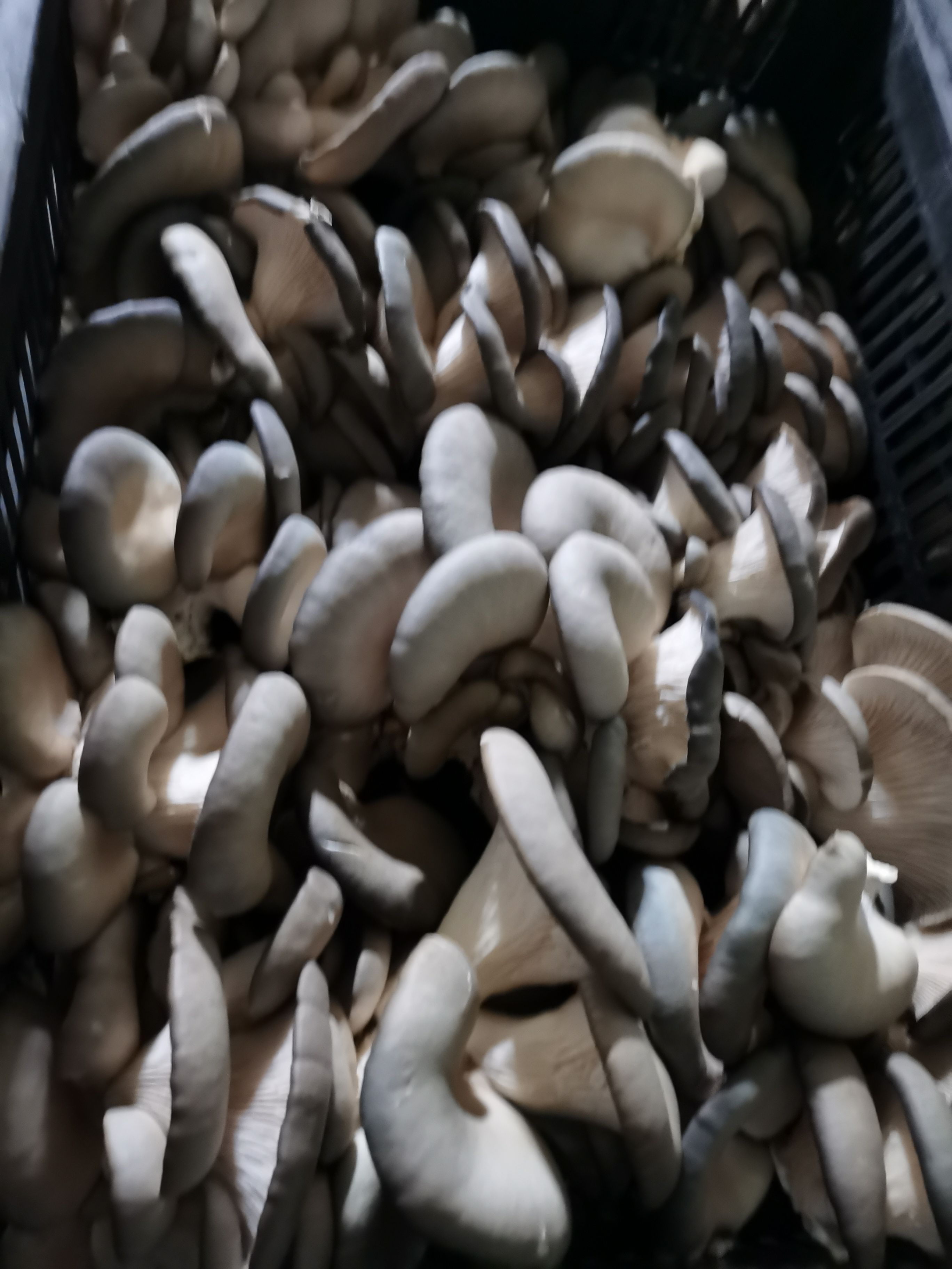 上海姬菇 平菇