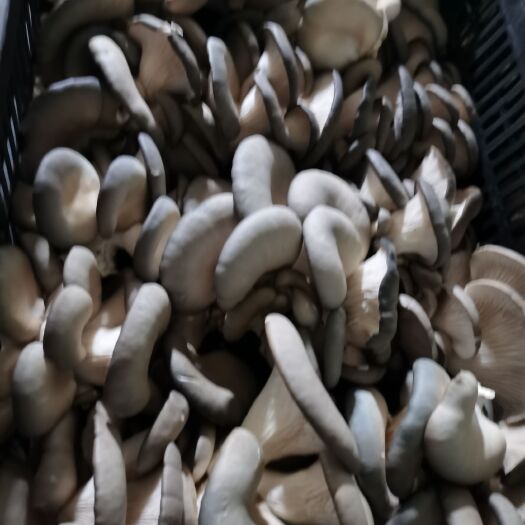 上海姬菇 平菇