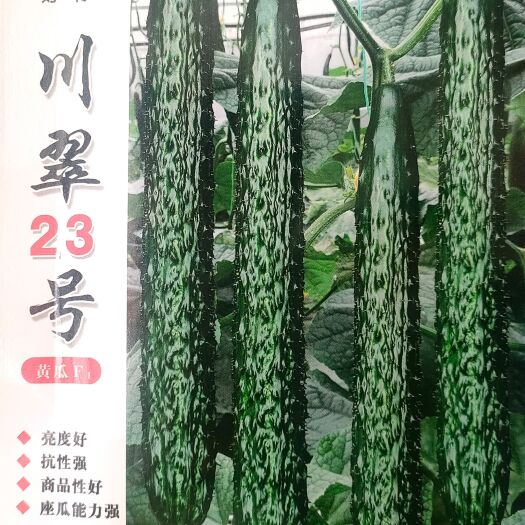 湘乡市 黄瓜种子 油亮型黄瓜种子 耐高温春播川翠23号