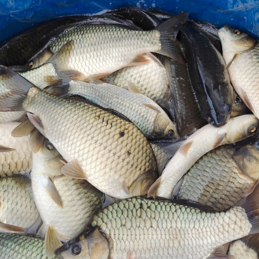重庆市湘云鲫，麻鲫，草鱼，鲤鱼，青波，银鳕鱼，各种苗。
