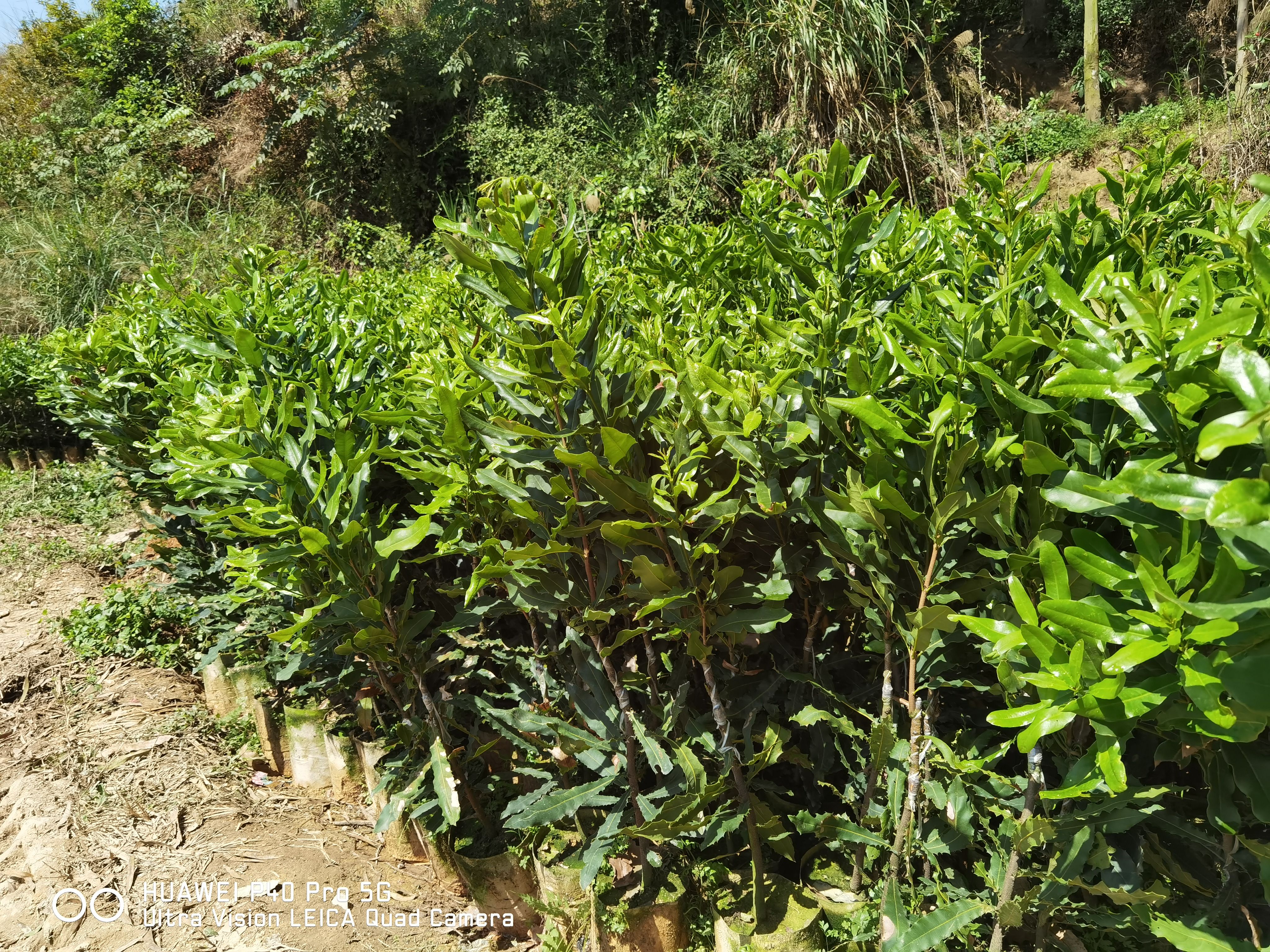 夏威夷果树苗 澳洲坚果苗桂热一号