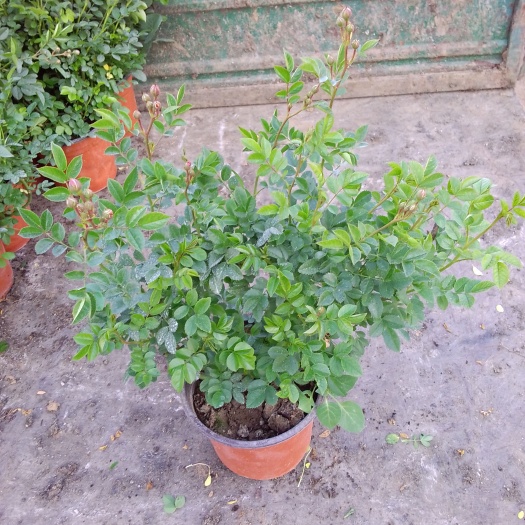 海城市红花蔷薇  ，低价供货，市场卖绿化，蔷薇家庭种植不错的选择