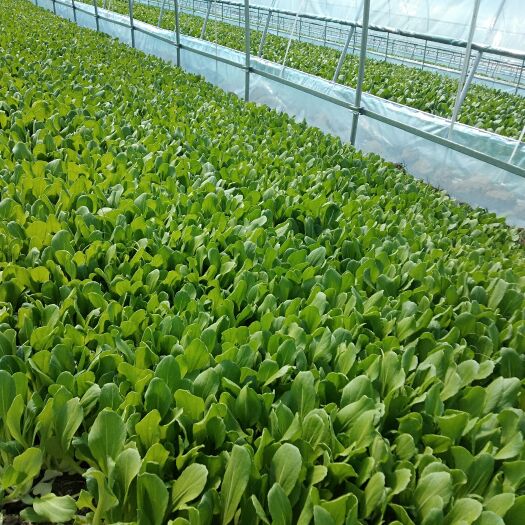 上海鸡毛菜，无黄叶烂叶
